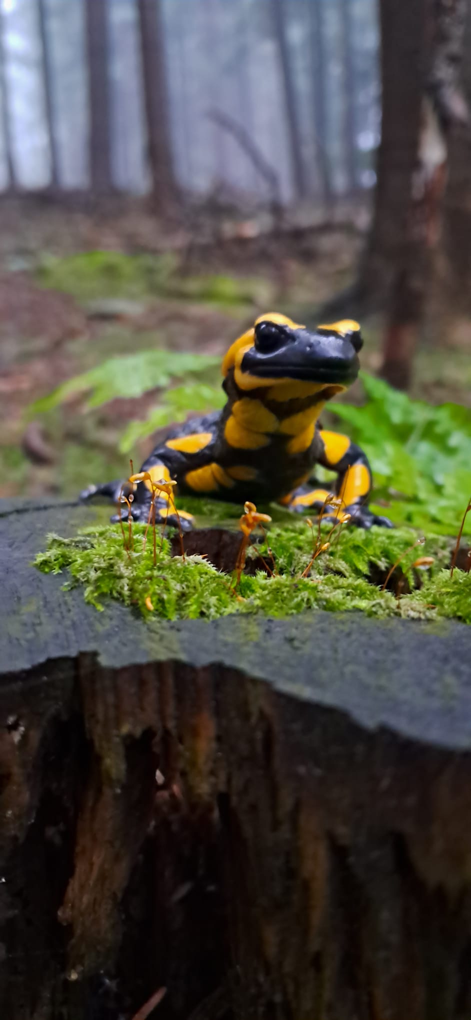 Konkurs fotograficzny „Przyroda tuż za rogiem