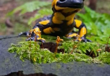 Konkurs fotograficzny „Przyroda tuż za rogiem