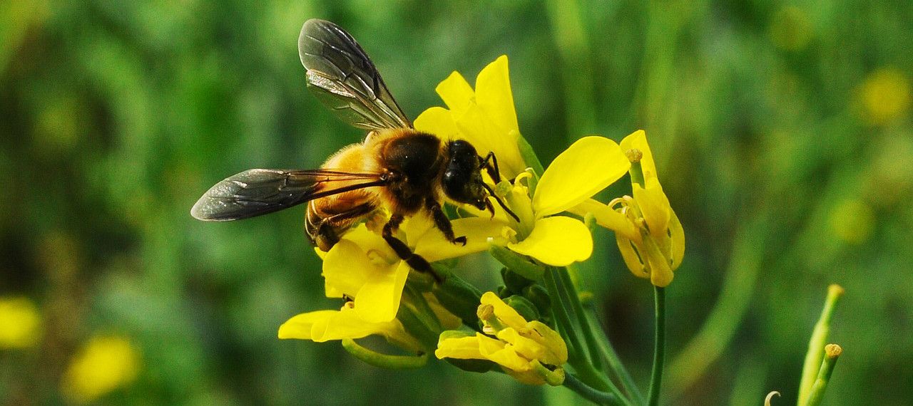 "Małopolska Pszczoła" doleciała do Berdychowa - Szkoły Podstawowej nr 2